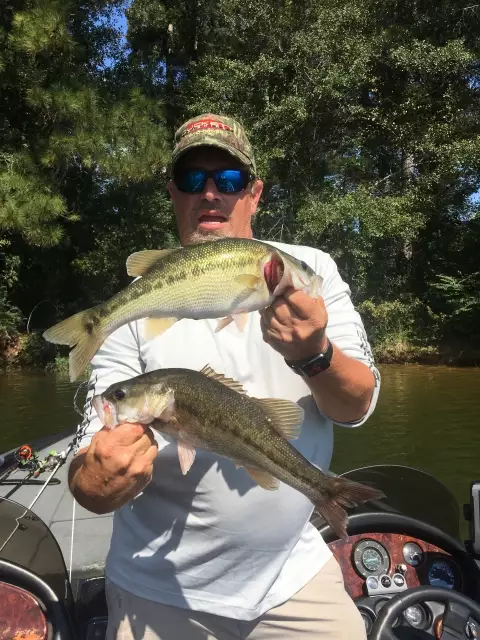 Bass