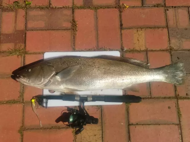 Onkaparinga Mulloway