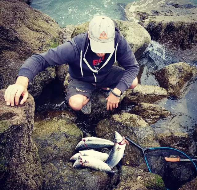 Early morning Kahawai / Australian Salmon Catch