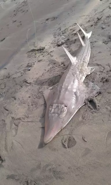 Sand Shark @ five mile