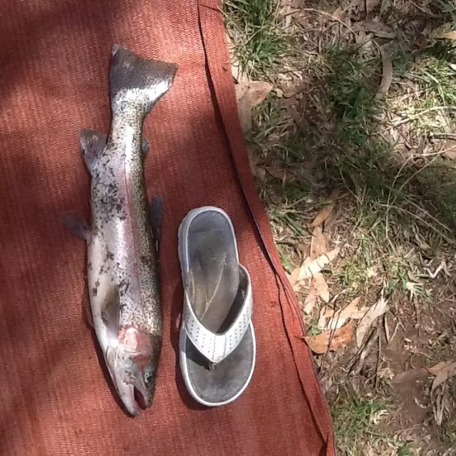 Rainbow trout
