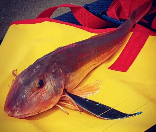 Red Gurnard SUP fishing with soft plastics