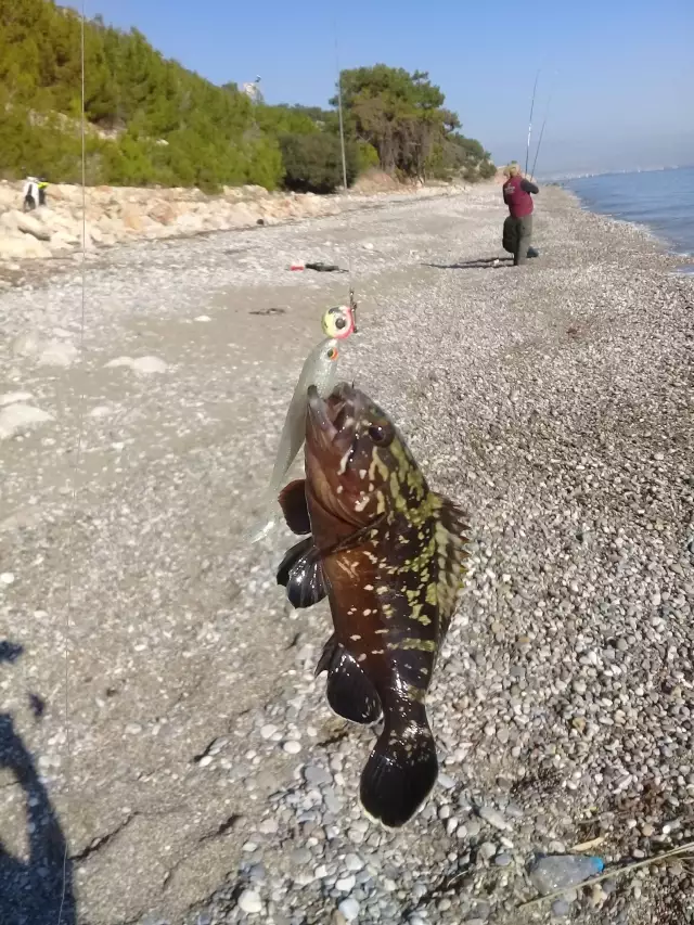 Does anyone know this fish?