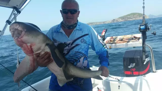 Port Jackson Shark