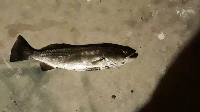 Speckeld  trout