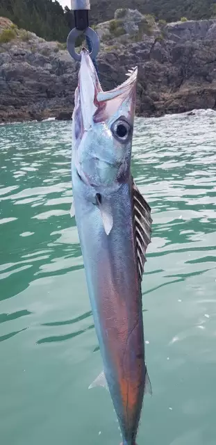 Barracuda caught on a soft plastic lure
