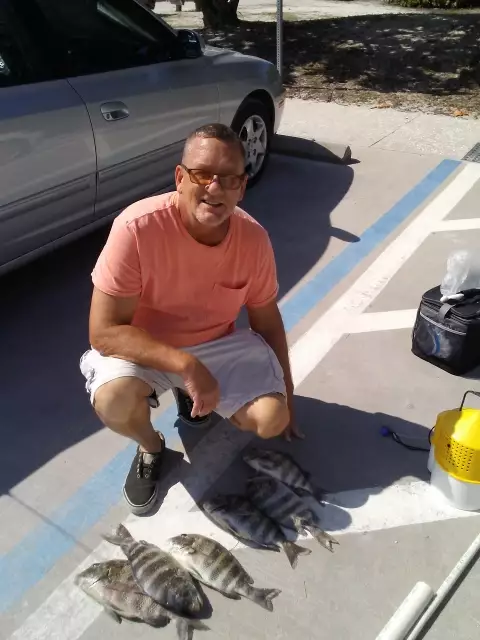 Venice FL Sheephead