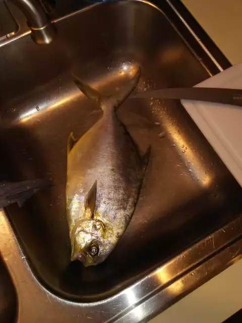 Surf Fishing Pompano near venice fl