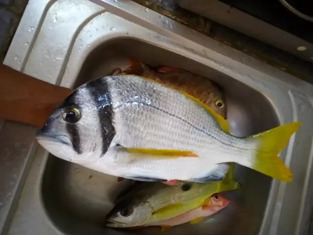 Bream