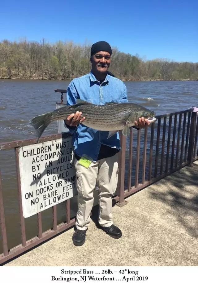 New Jersey Striped Bass