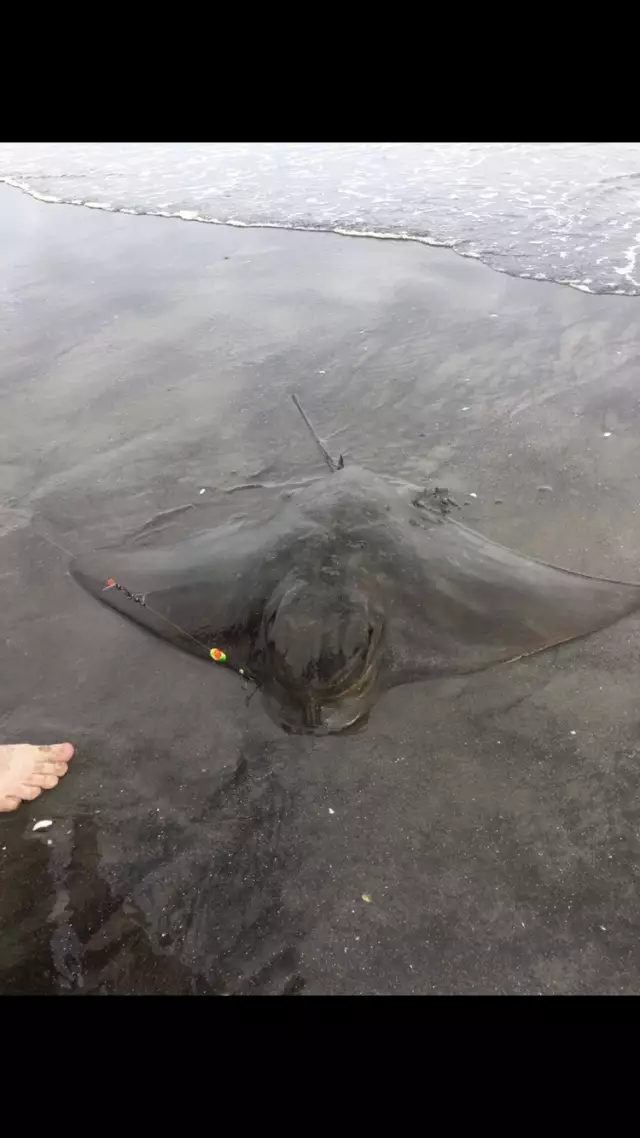 Stingray west coast