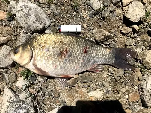 Crucian carp (1,700Kg)