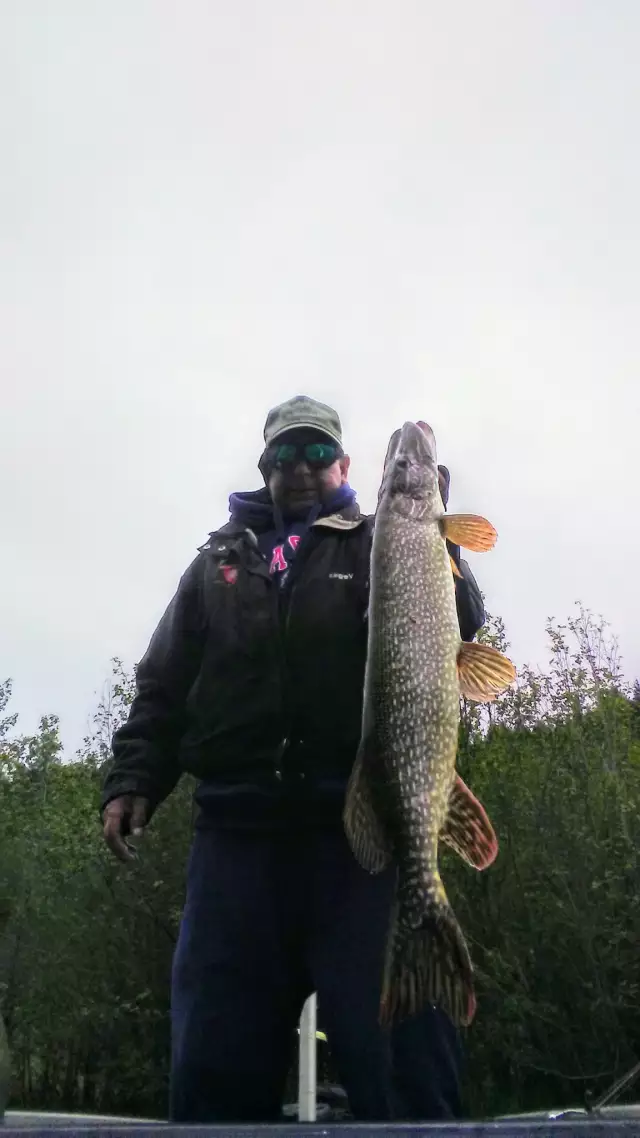 The pike fishing on Lake CD'A is hot right now