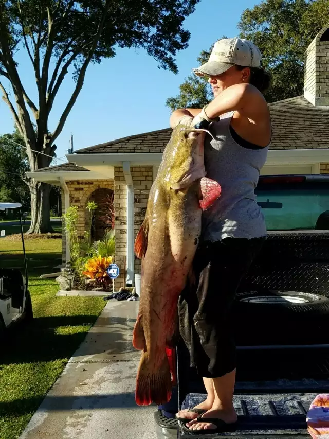 Flathead, Catfish 45.70 pounds-Waggaman, La-MUDDY MISSISSIPPI RIVER