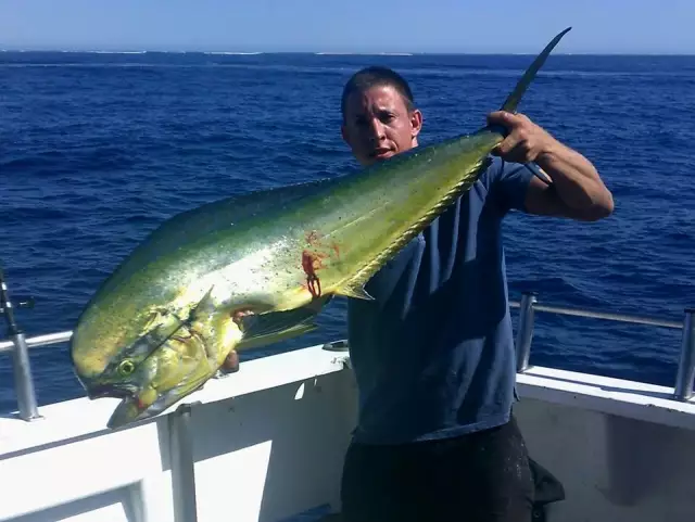 Mahimahi