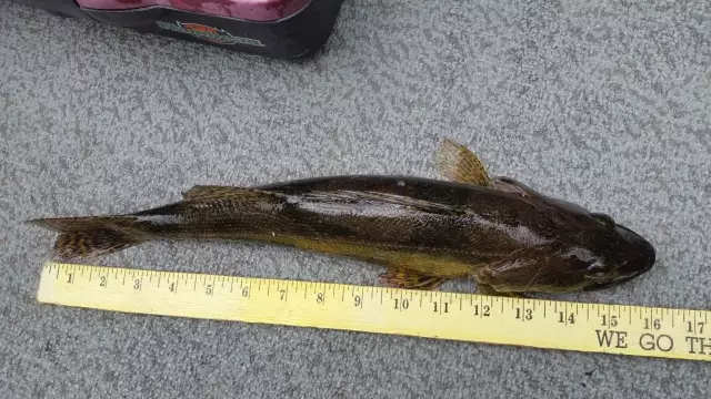 Mississippi River Sauger