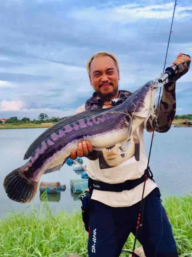 Giant Snakehead