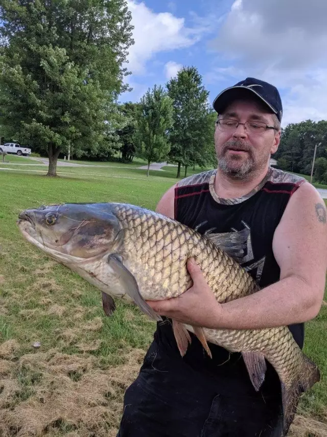 Common carp