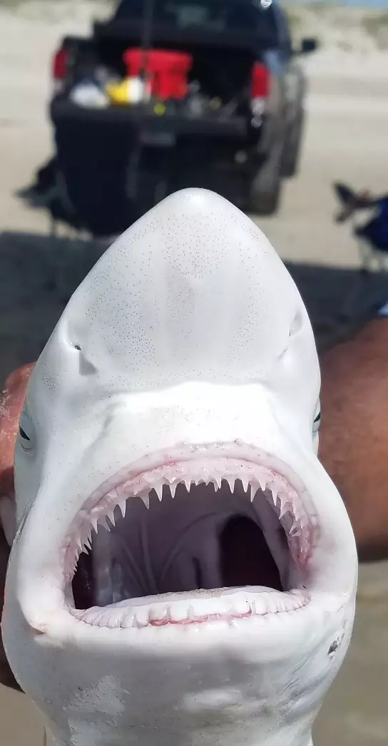 Blacktip shark