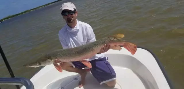 Alligator gar