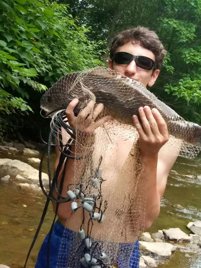 Freshwater Drum or Sheepshead