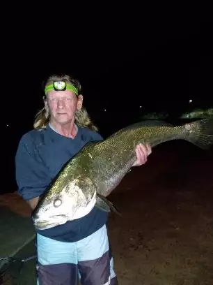 Jewfish ( Mulloway)