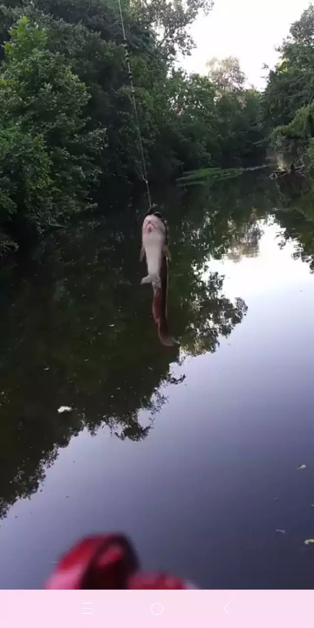 Bullhead