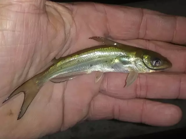 Is there a category for the smallest catfish caught on rod & reel?
