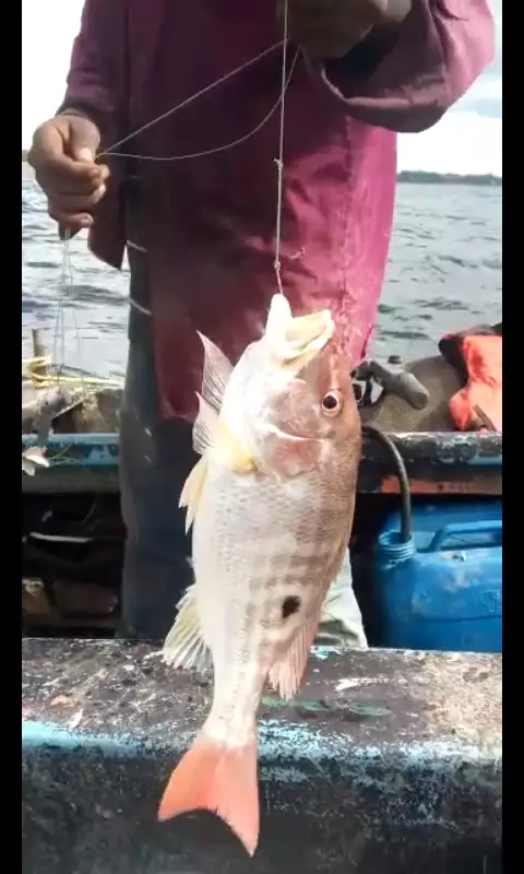 redfish