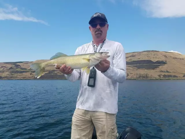 Another walleye