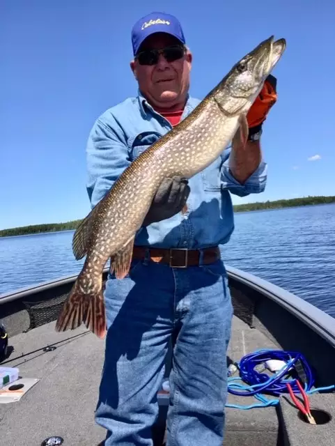 Northern Pike 39inch caught in Red Lake Ontario
