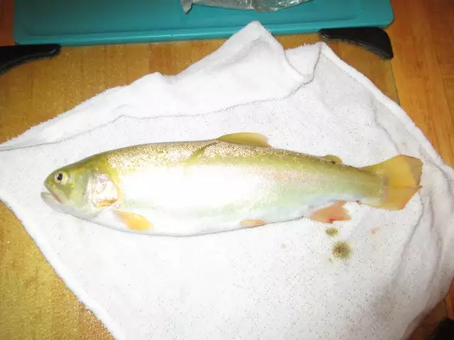 This Golden Rainbow Trout is 14 inches long. I caught it in the Conejos River in southern Colorado a month ago. The other species were attacking it, apparently!