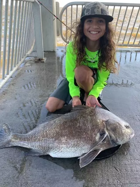 Black drum