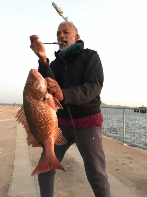 RedBream Mangrove Jack