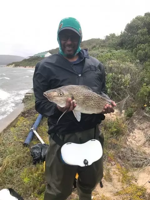 Spotted Grunter