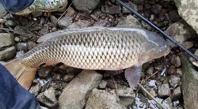 Massive carp from the Han River, Seoul