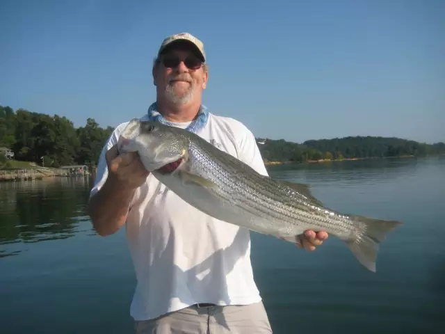 Striped bass