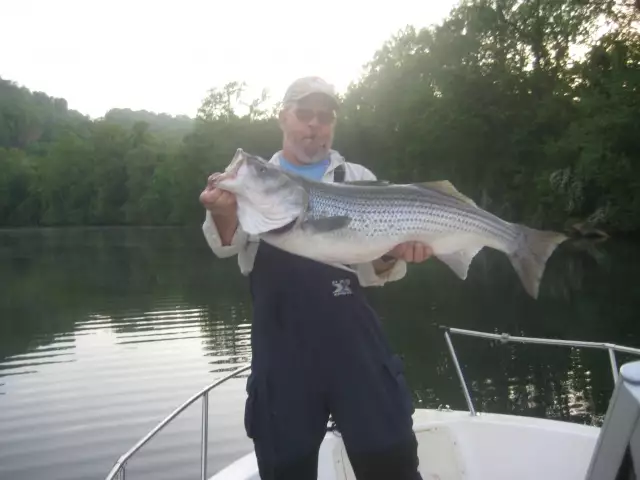 Striped bass