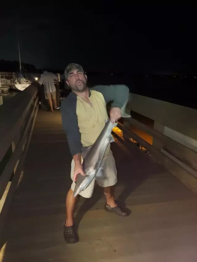 small bullshark