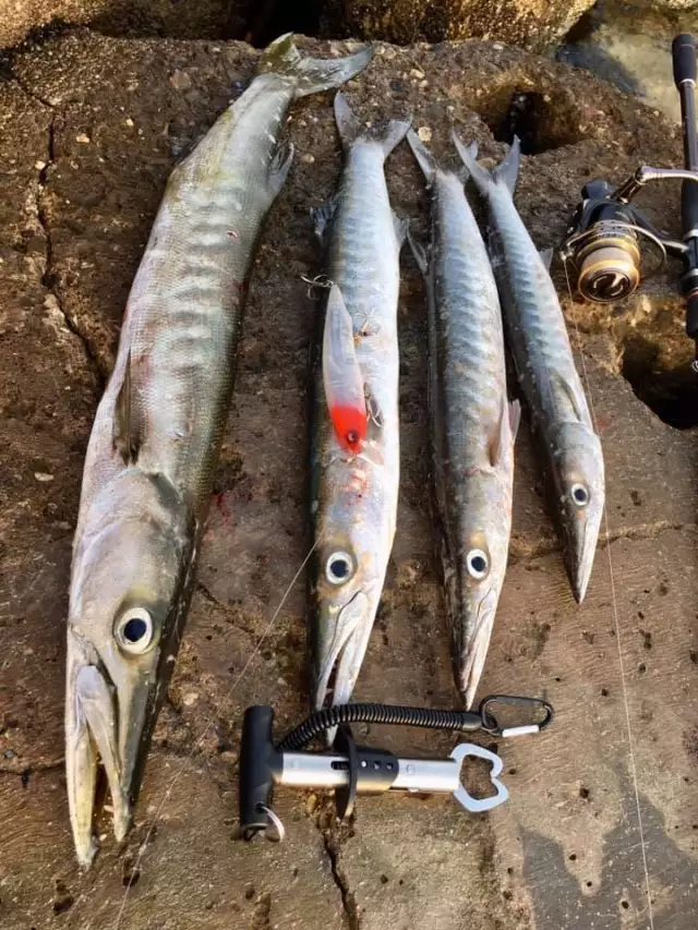 Barracuda