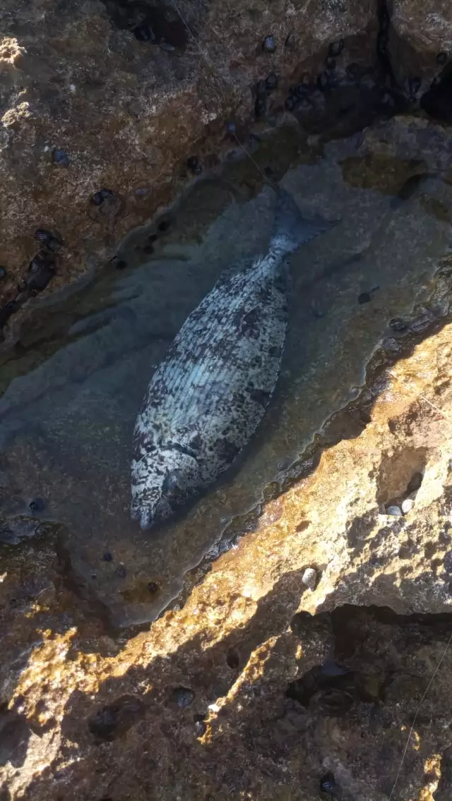 Rabbitfish