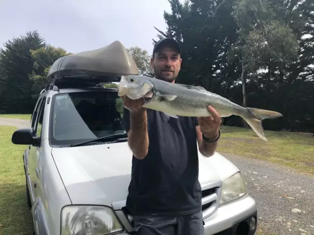 Nice Kahawai from Motunau in New Zealand