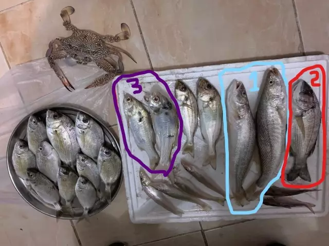 Last Night Catch 22-Nov-2019, Name the Fishes.