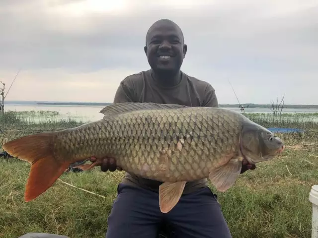 Roodekopies Dam Common carp 12,3