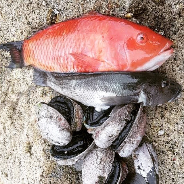 Red moki, Blue cod, Paua(Abalone), Green shells