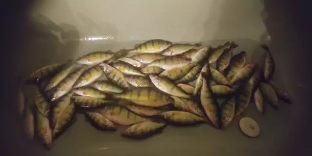 Yellow perch