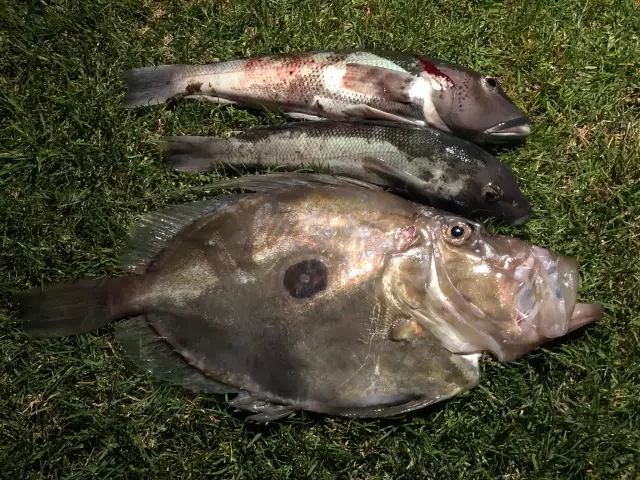 John Dory and Blue Cod caught kayak fishing on soft plastics