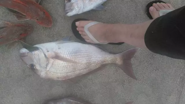 Snapper and Gurnard, The foot indicates the size. (3.2 kg, the fish, not the foot)