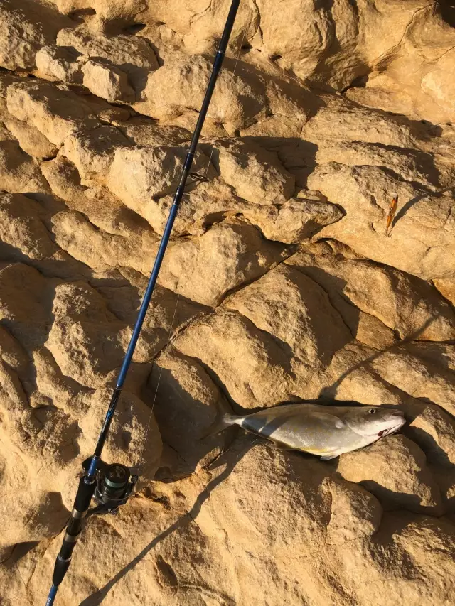 34 cm Orange Spotted Trevally