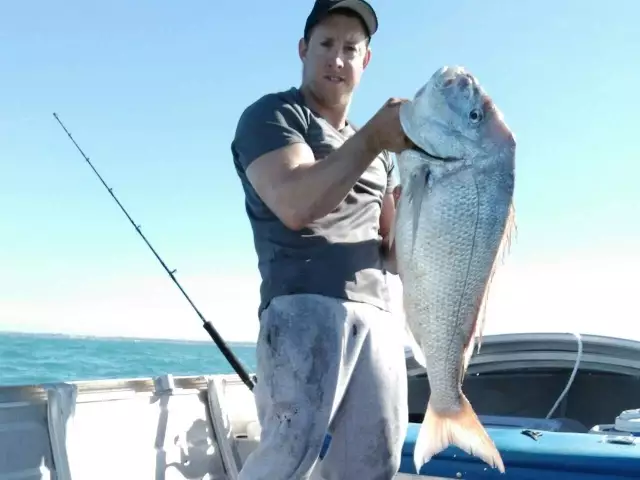 Pink Snapper